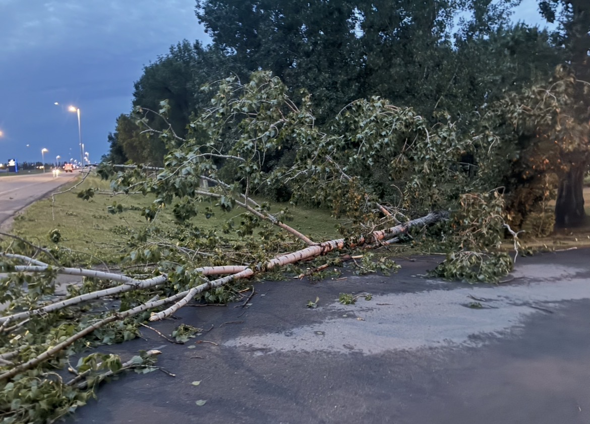 Storm damaged tree across property