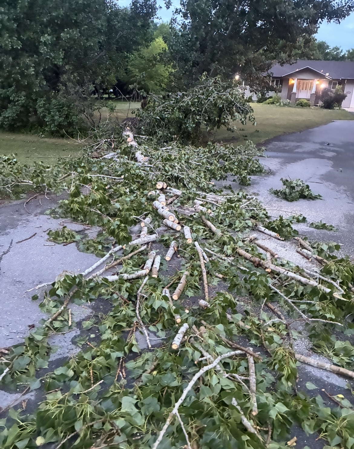 Storm branches gathered