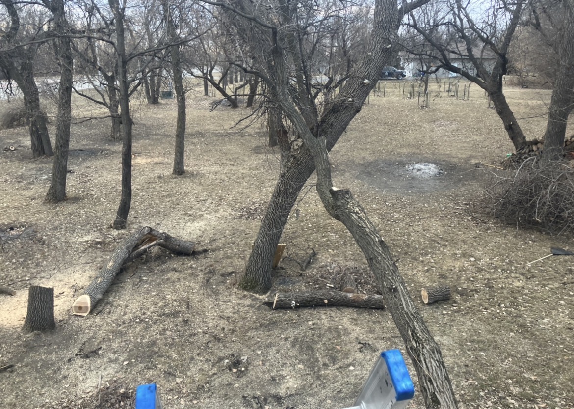Tree trimming cut branches